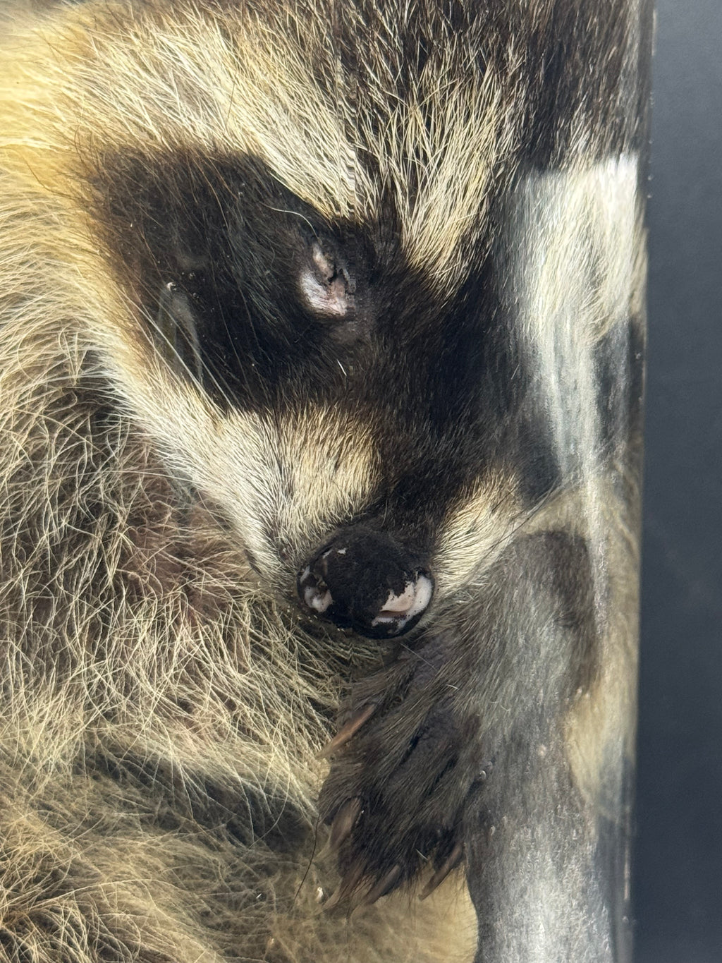 Baby Raccoon