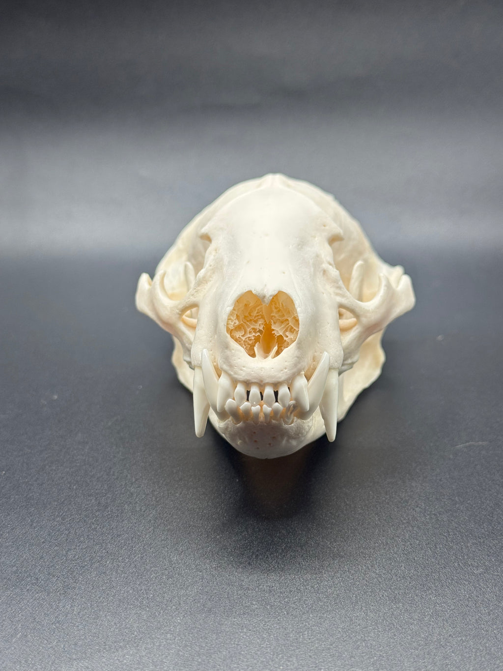 Badger skull