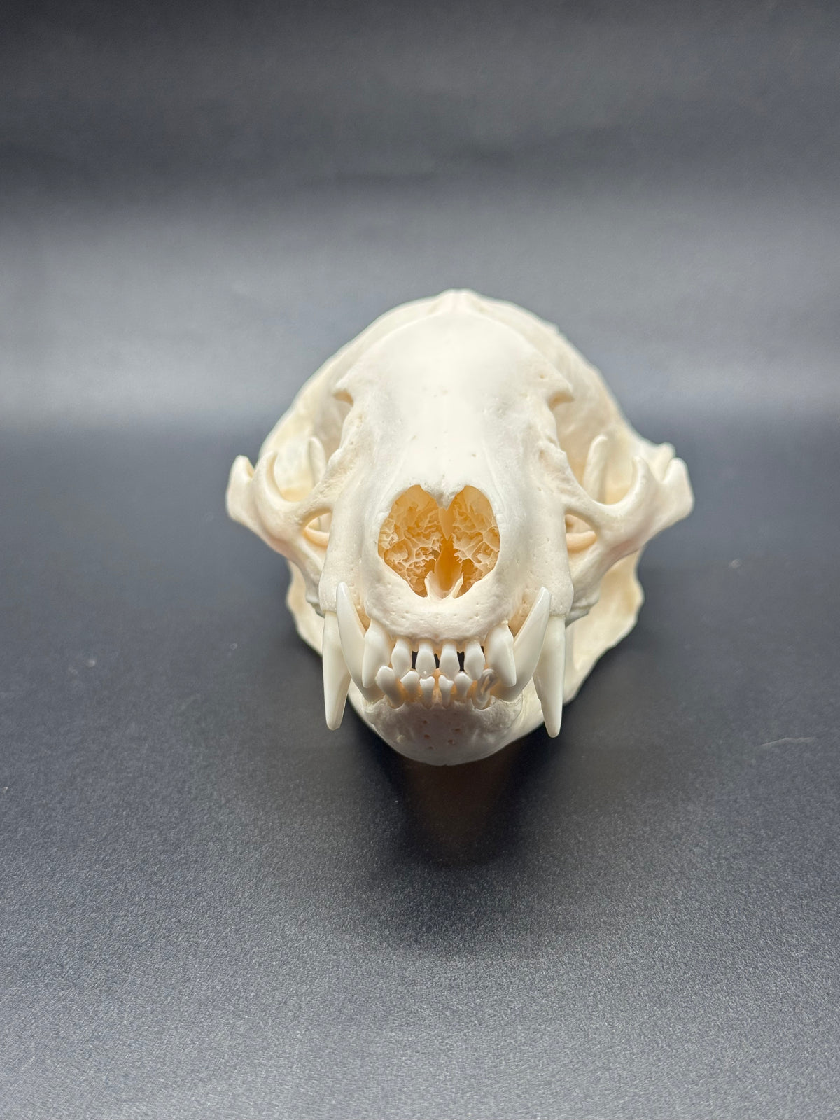 Badger skull