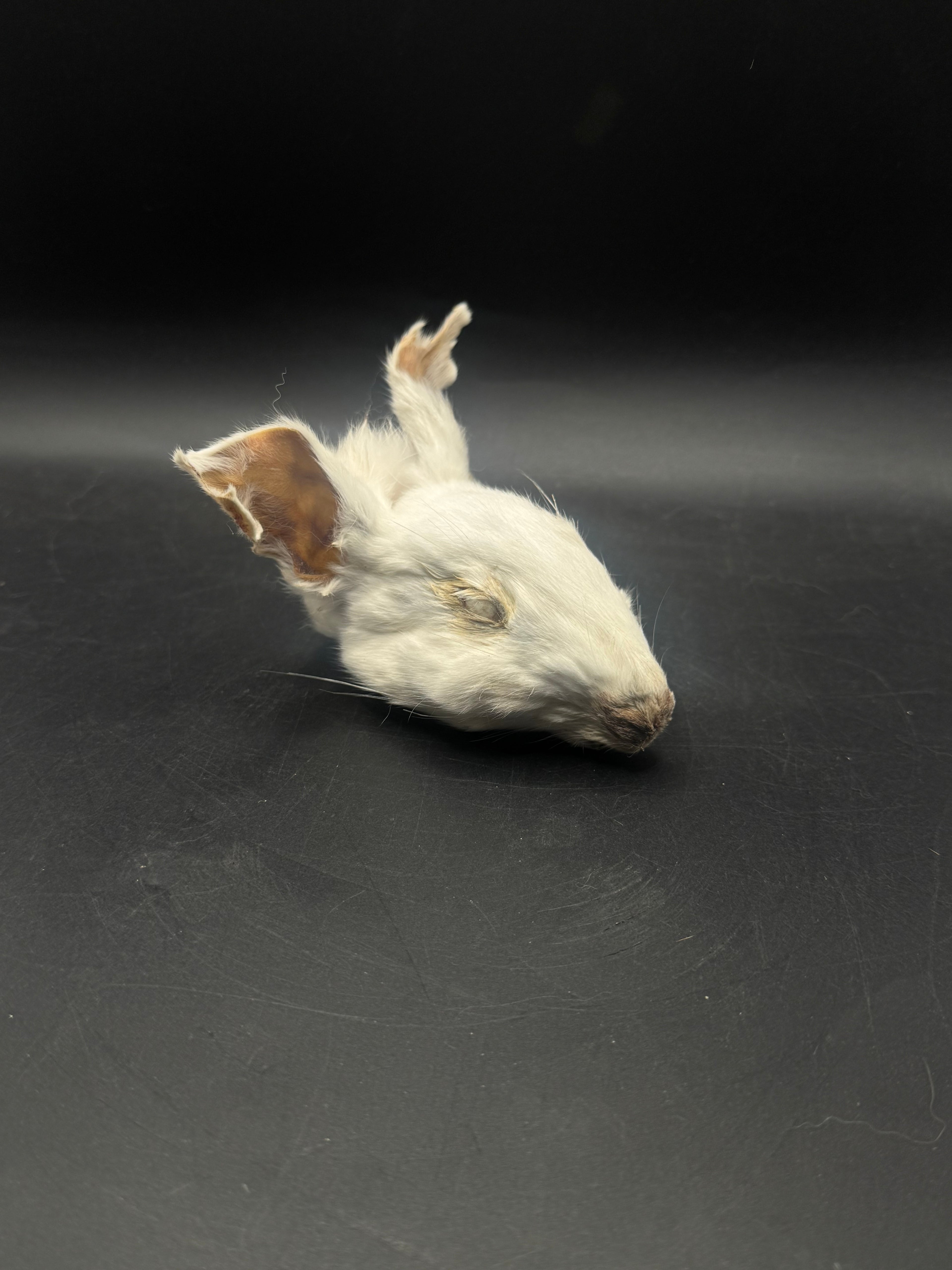 Small zombie rabbit (mummified rabbit head) ￼
