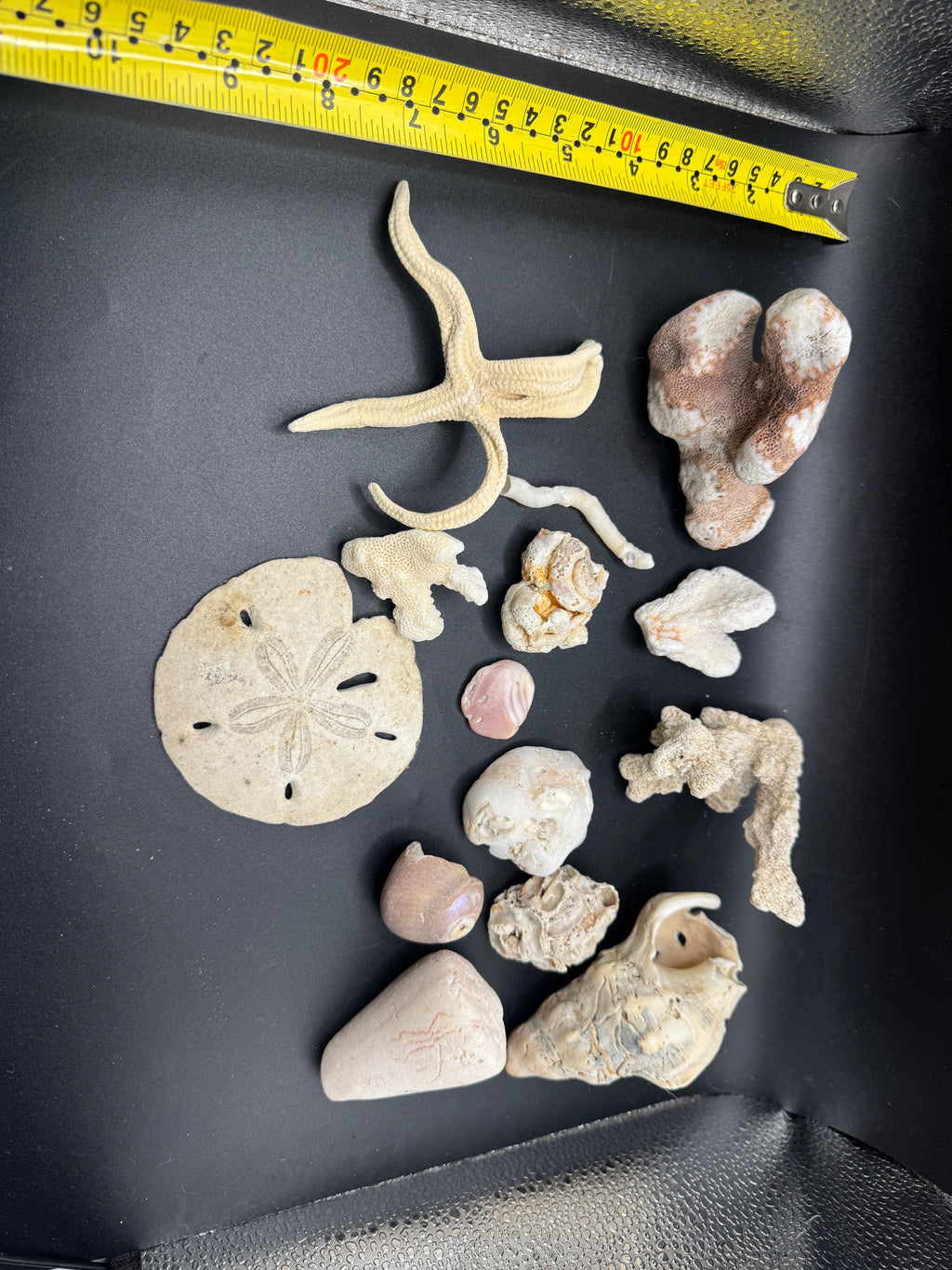 Sea life fossils/shells LOT