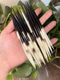 African porcupine quill 3 pack