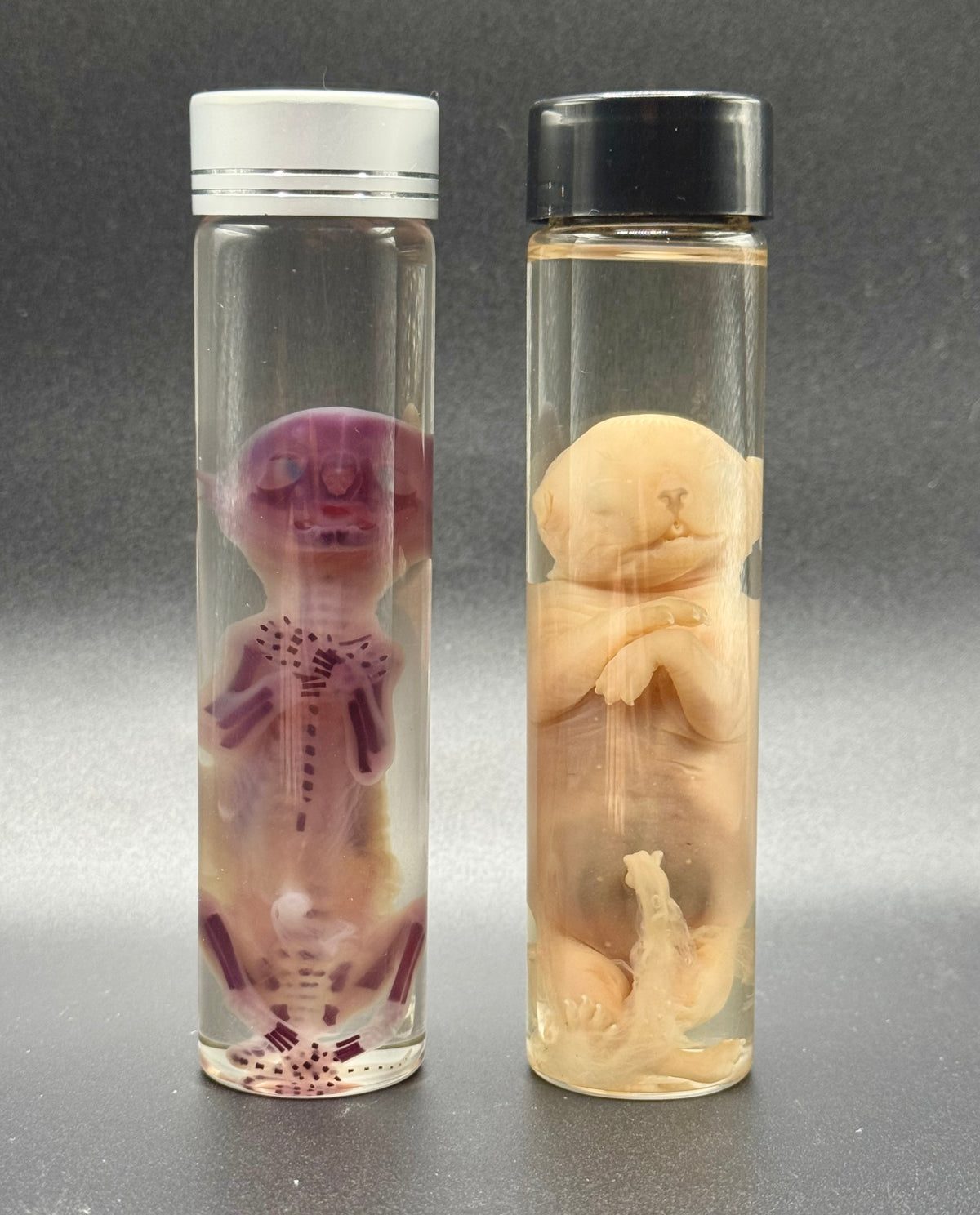 SET diaph. and standard preserved fetal kittens