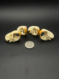 Pocket gopher skull