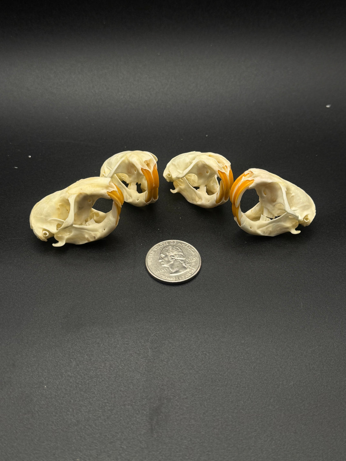 Pocket gopher skull