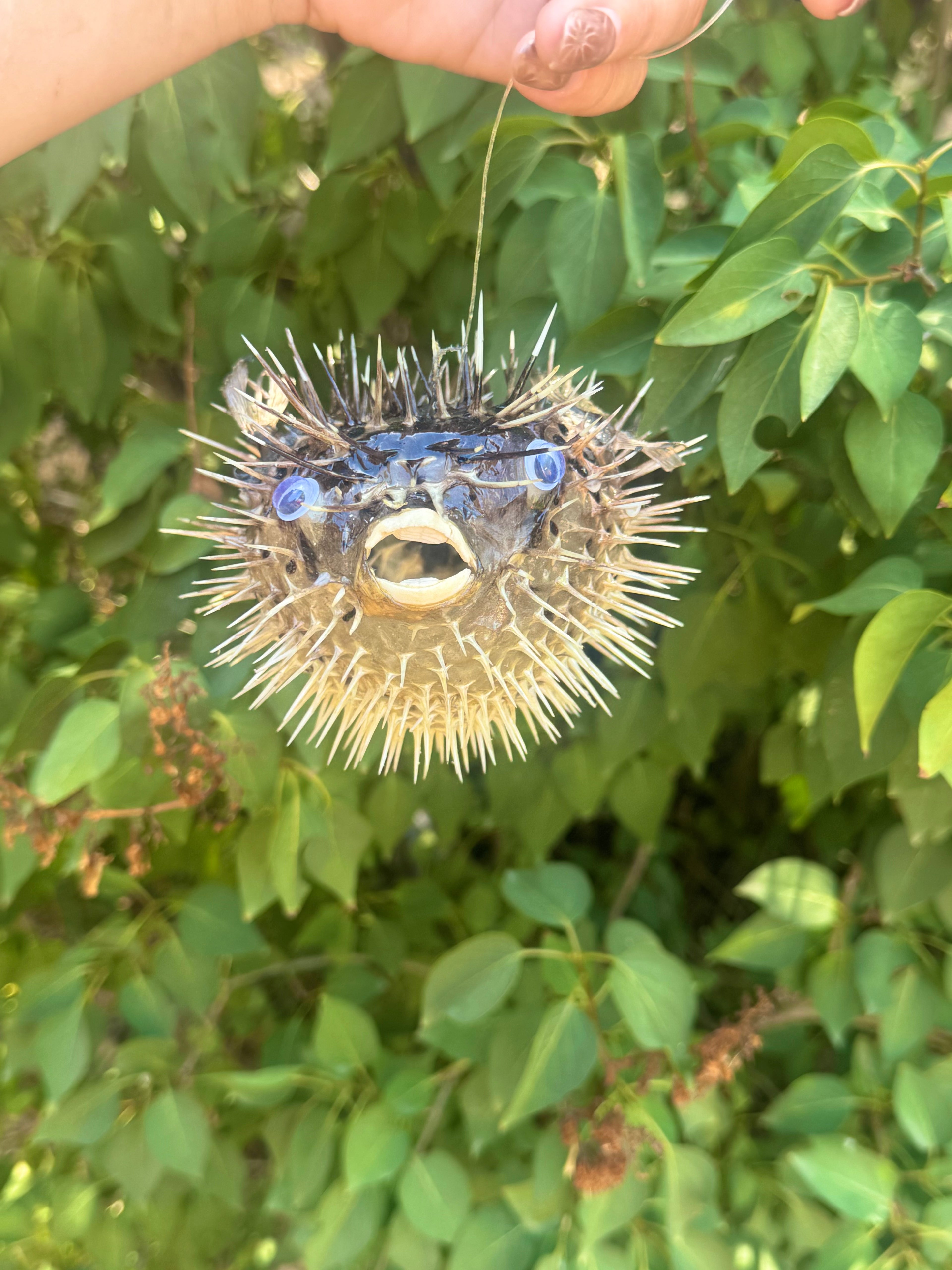 Real Dried Blowfish (Porcupine Fish) Pufferfish