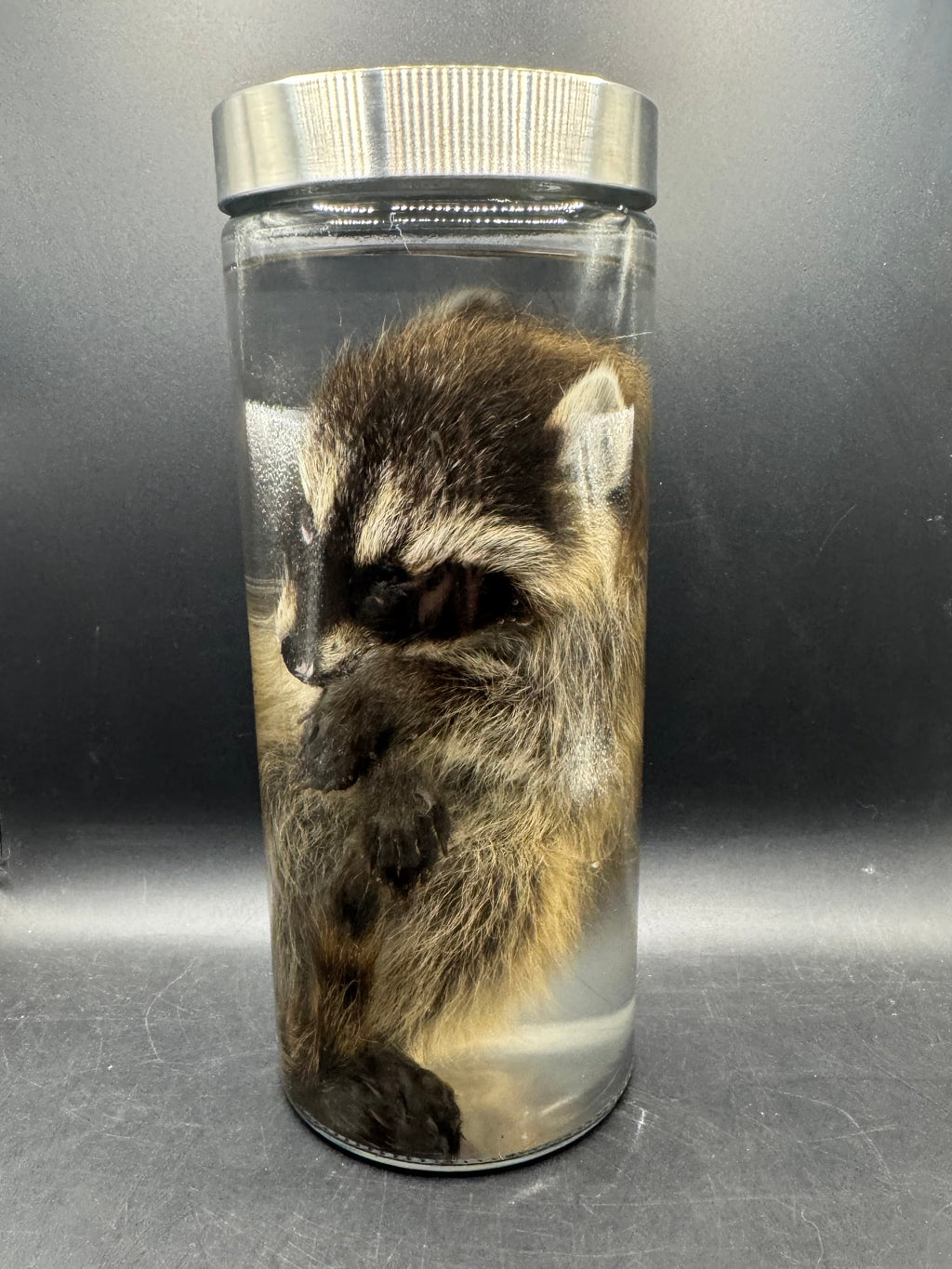 Baby Raccoon