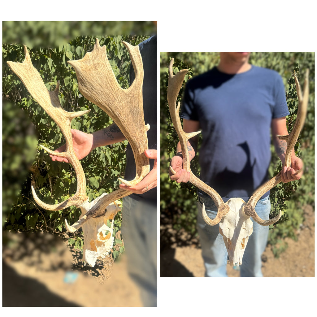 Fallow skull