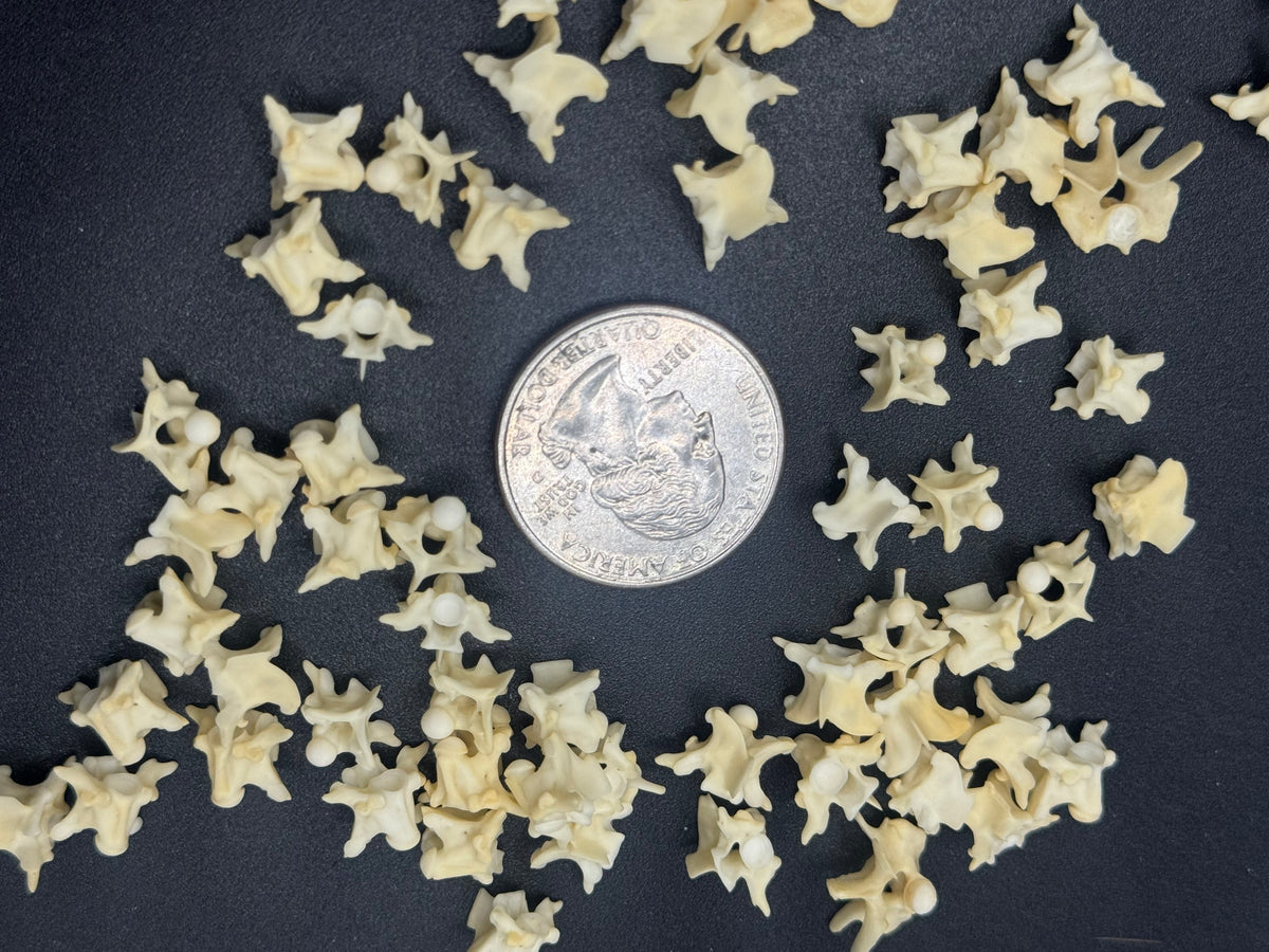 20 snake vertebrae