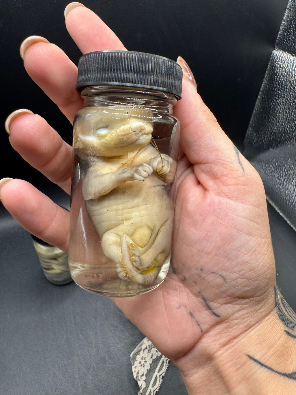 Fetal possum