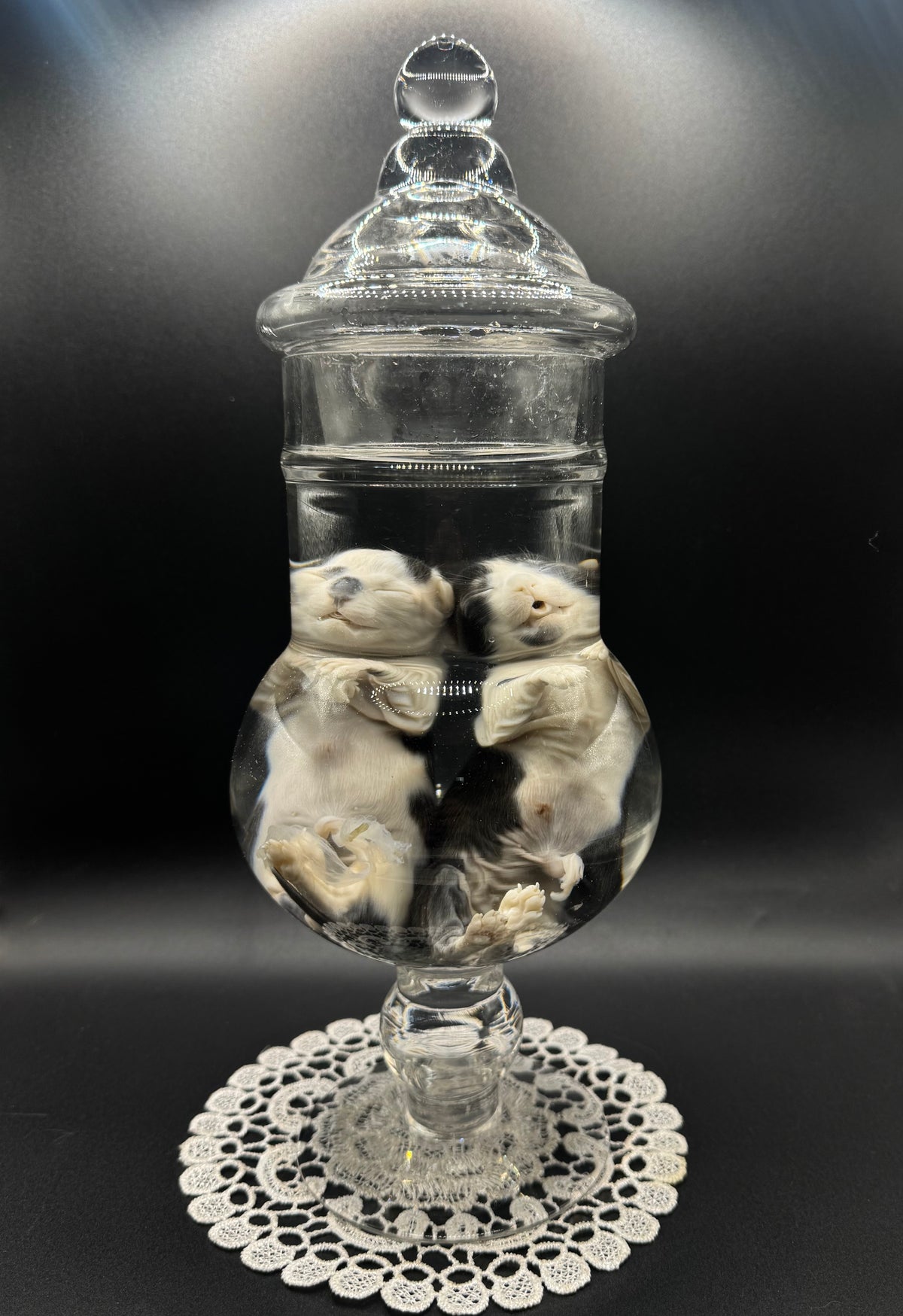 Sibling kittens