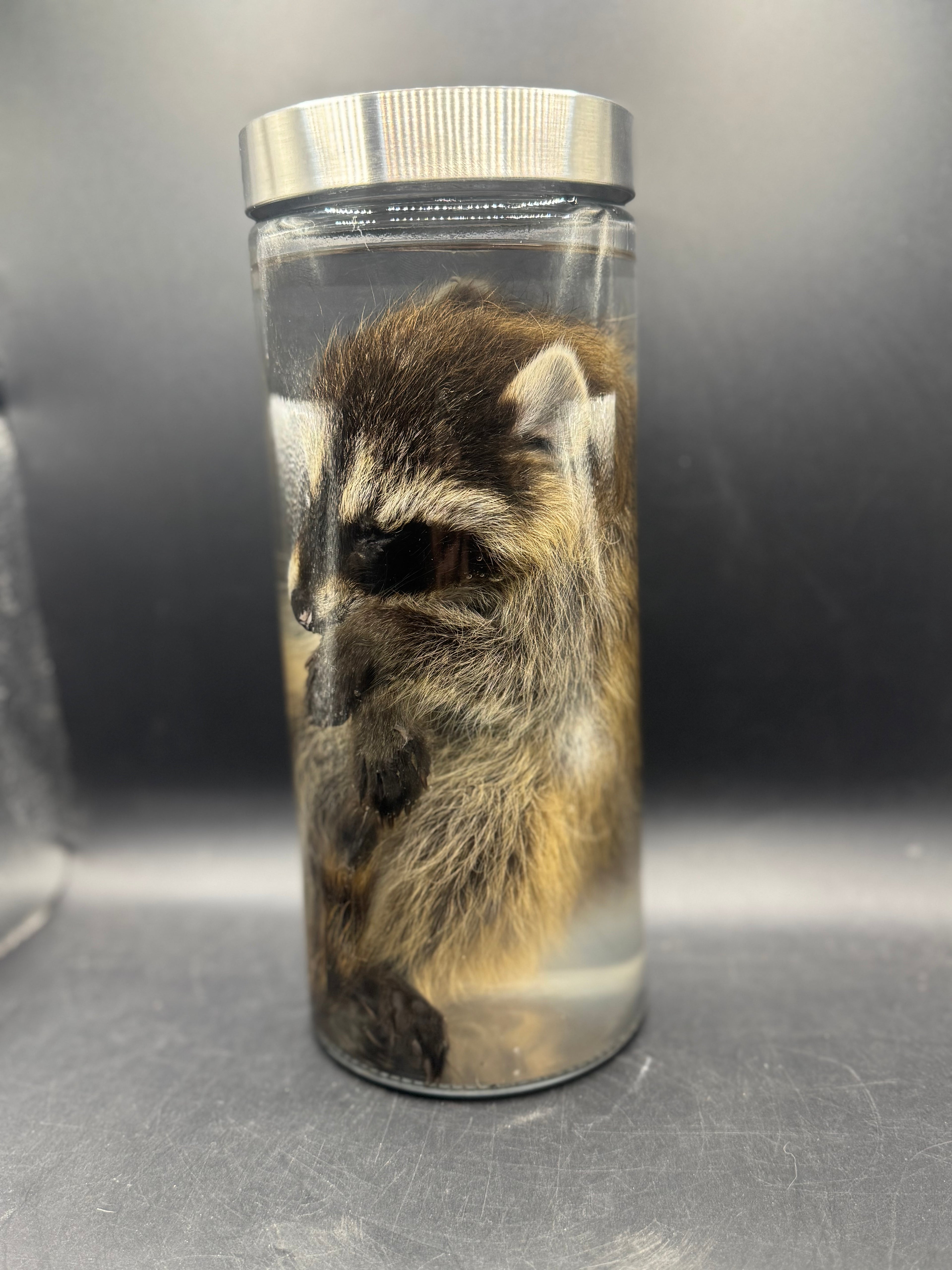 Baby Raccoon