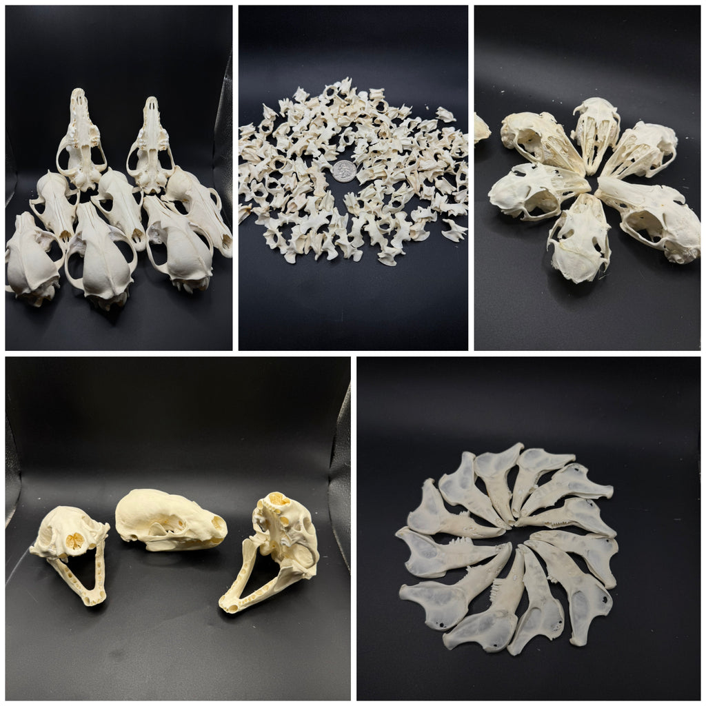 craft grade bones