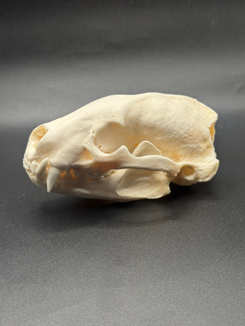 Badger skull