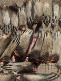 Dried raccoon feet