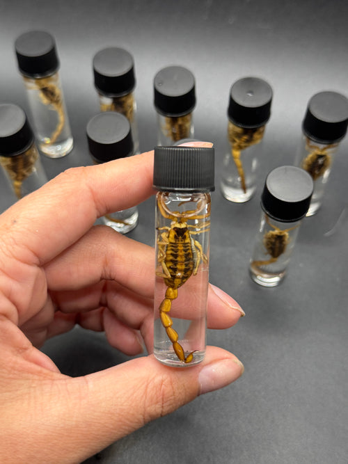 Arizona bark scorpion