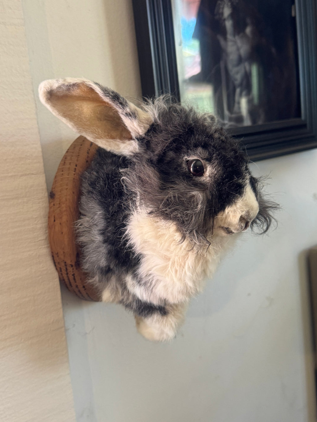 Bunny half mount (mummified)