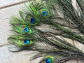 Peacock feathers