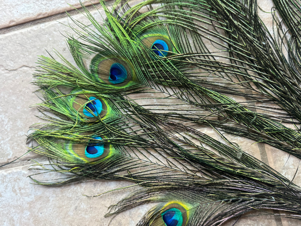 Peacock feathers