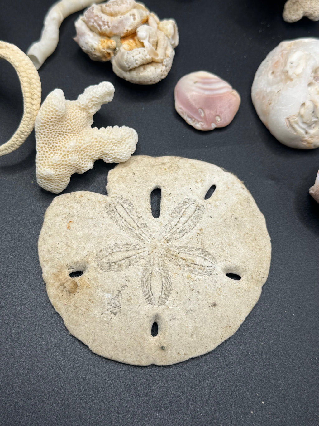 Sea life fossils/shells LOT