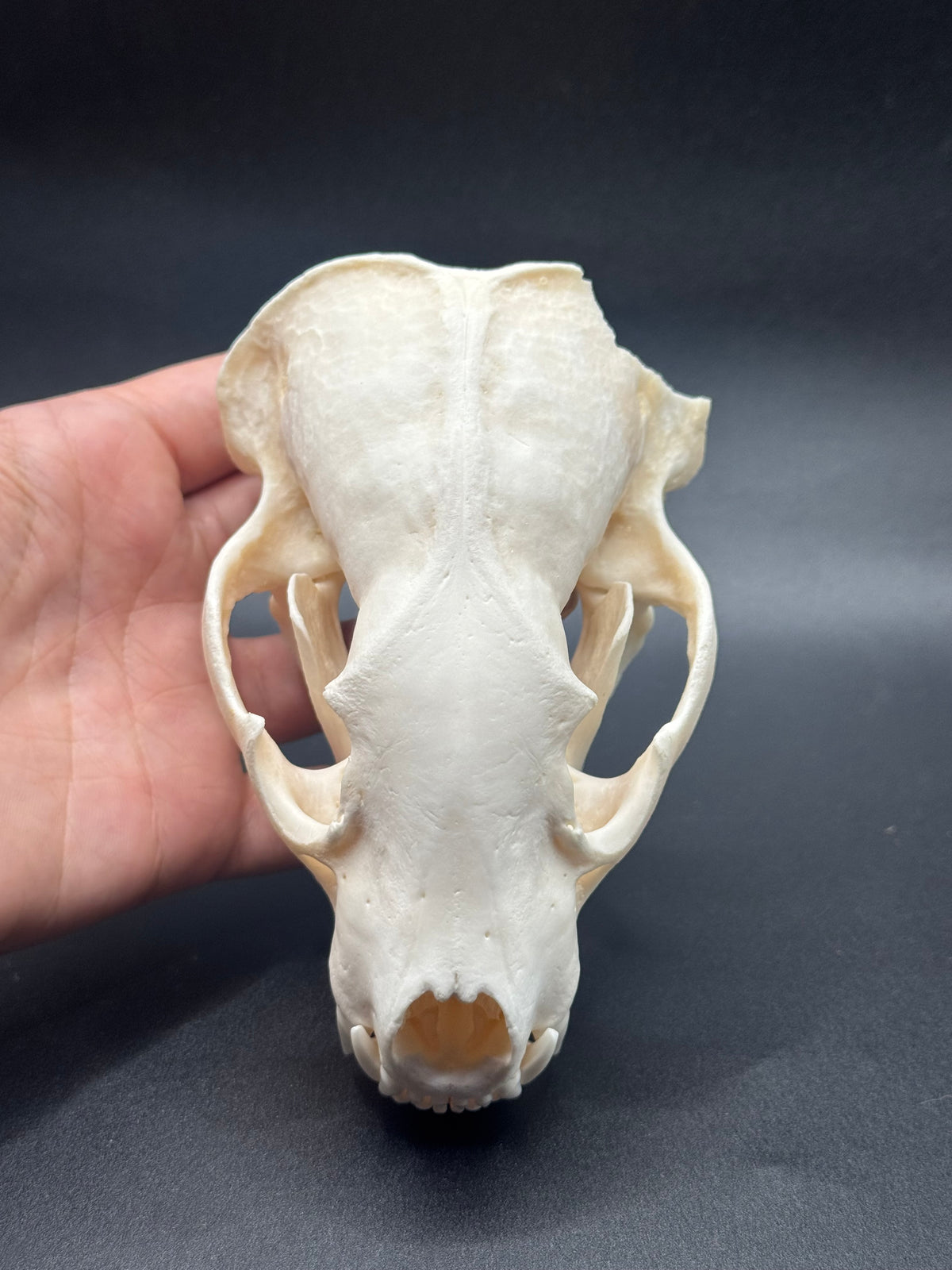 Badger skull
