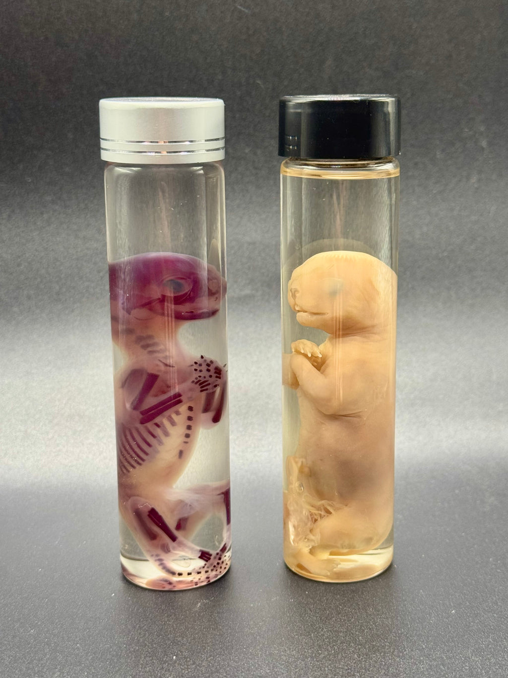 SET diaph. and standard preserved fetal kittens