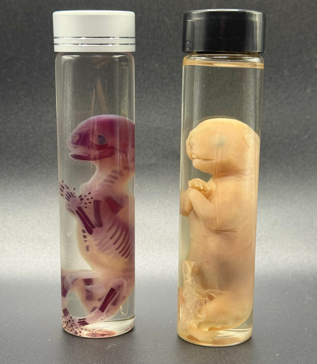 SET diaph. and standard preserved fetal kittens
