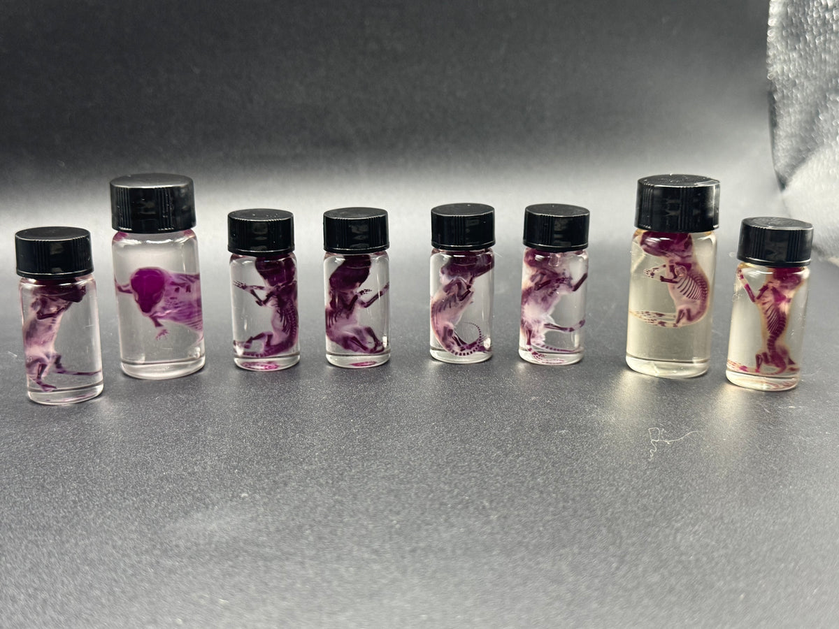 Diaphonized pinky mice