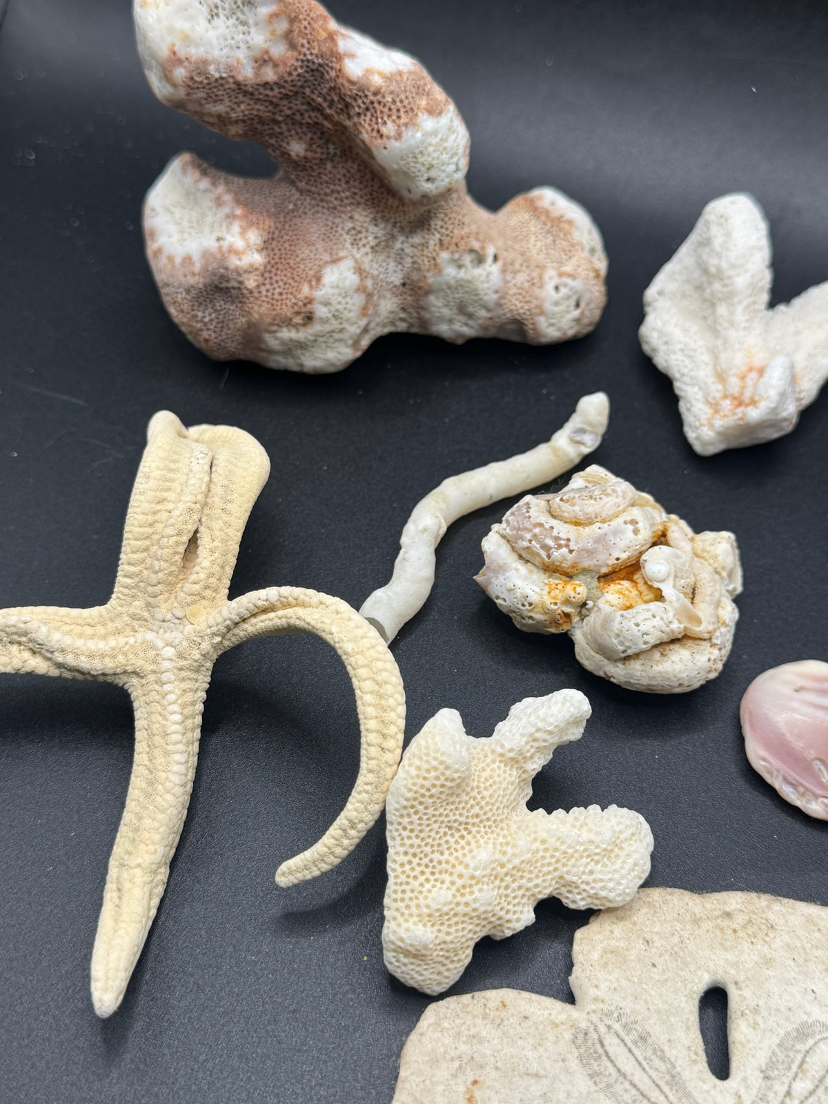 Sea life fossils/shells LOT