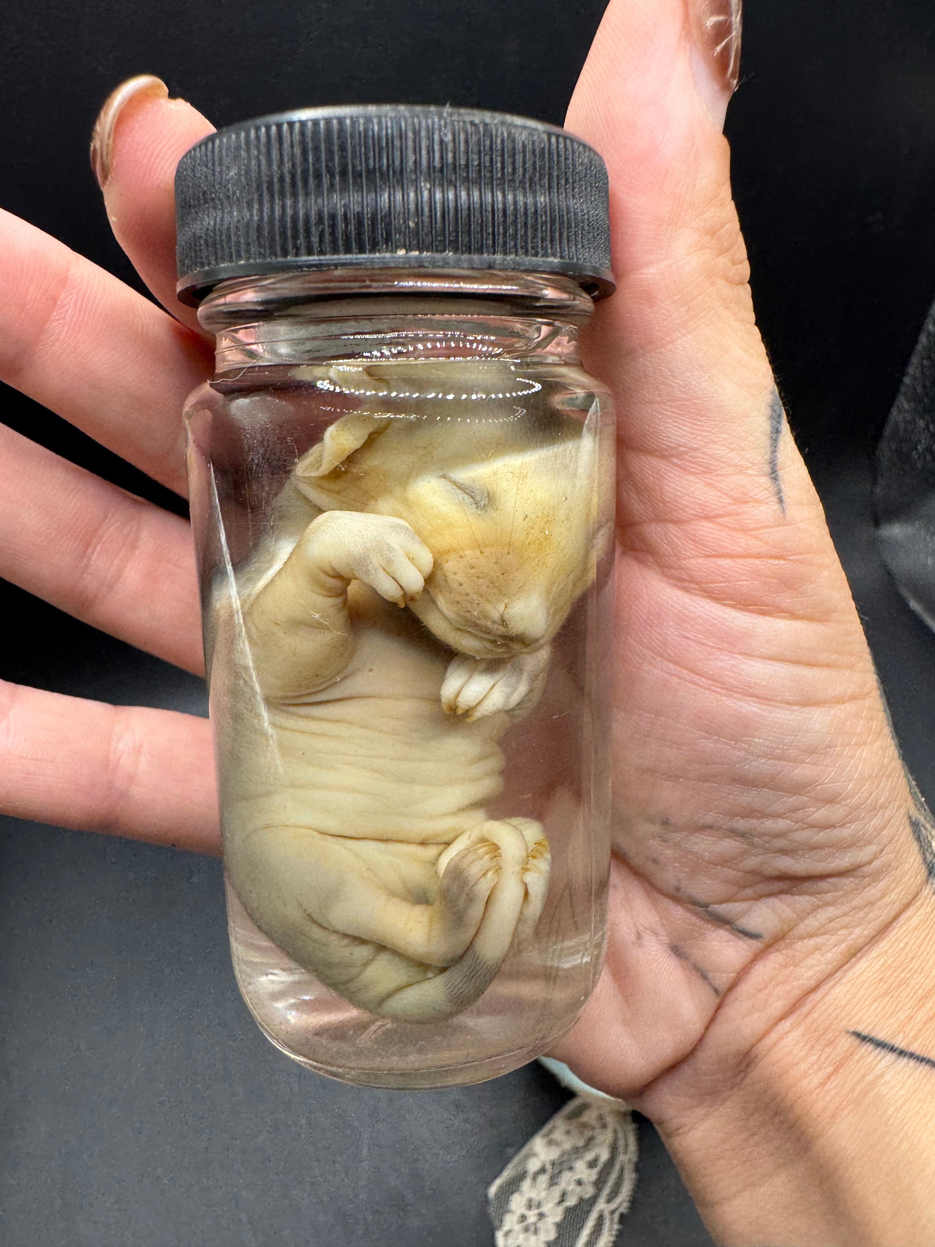 Fetal possum