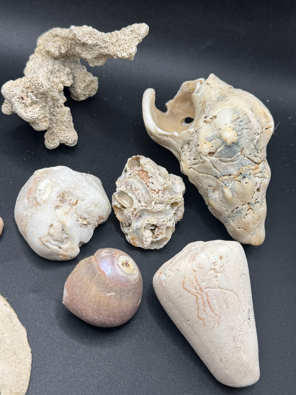 Sea life fossils/shells LOT