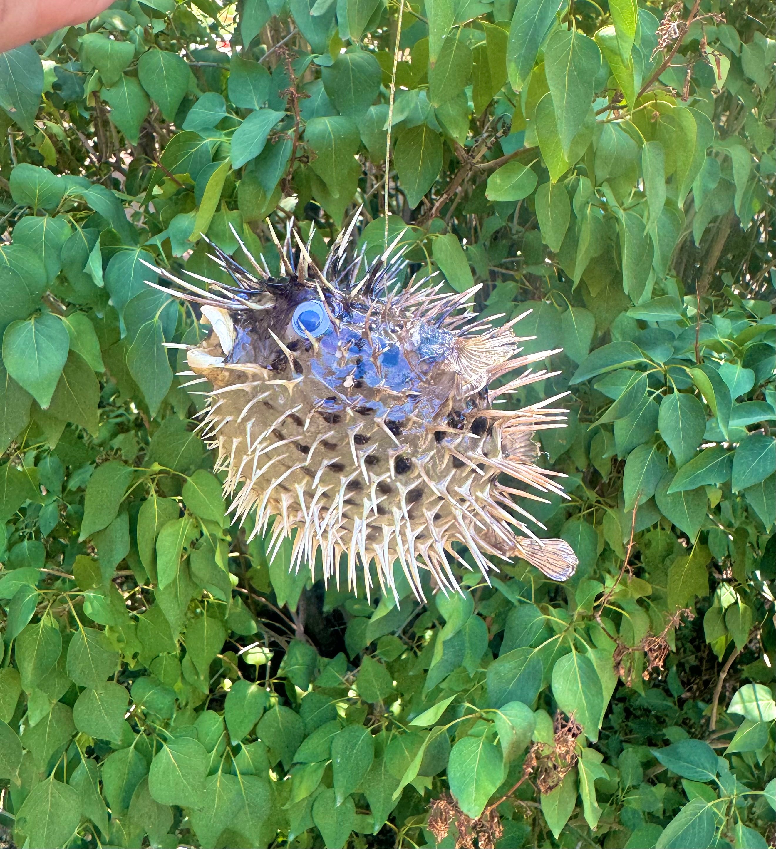 Real Dried Blowfish (Porcupine Fish) Pufferfish