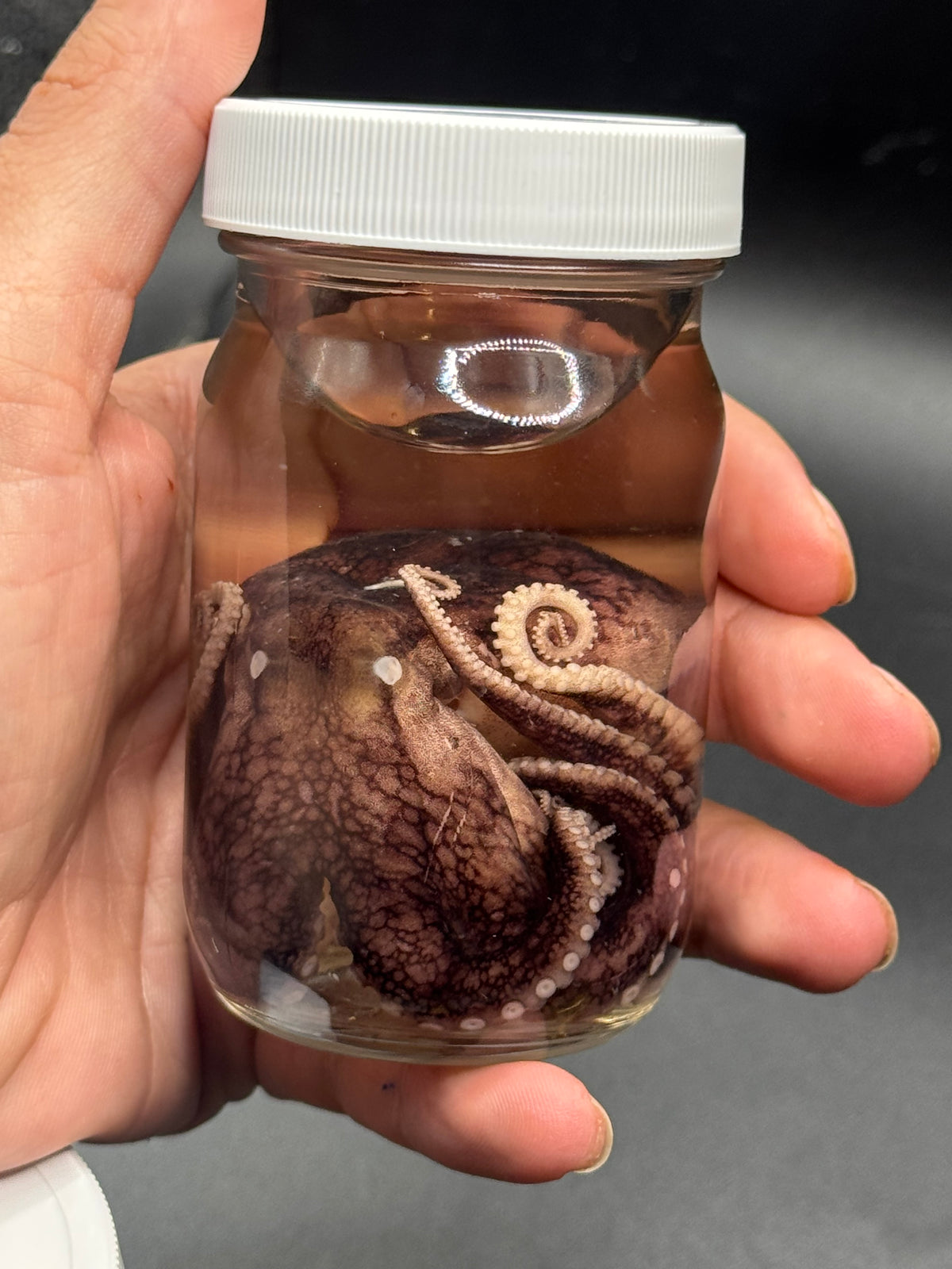 Octo wet
