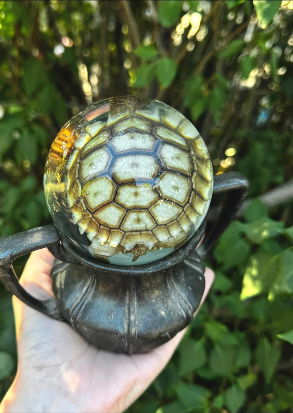 Sulcata tortoise hatchling