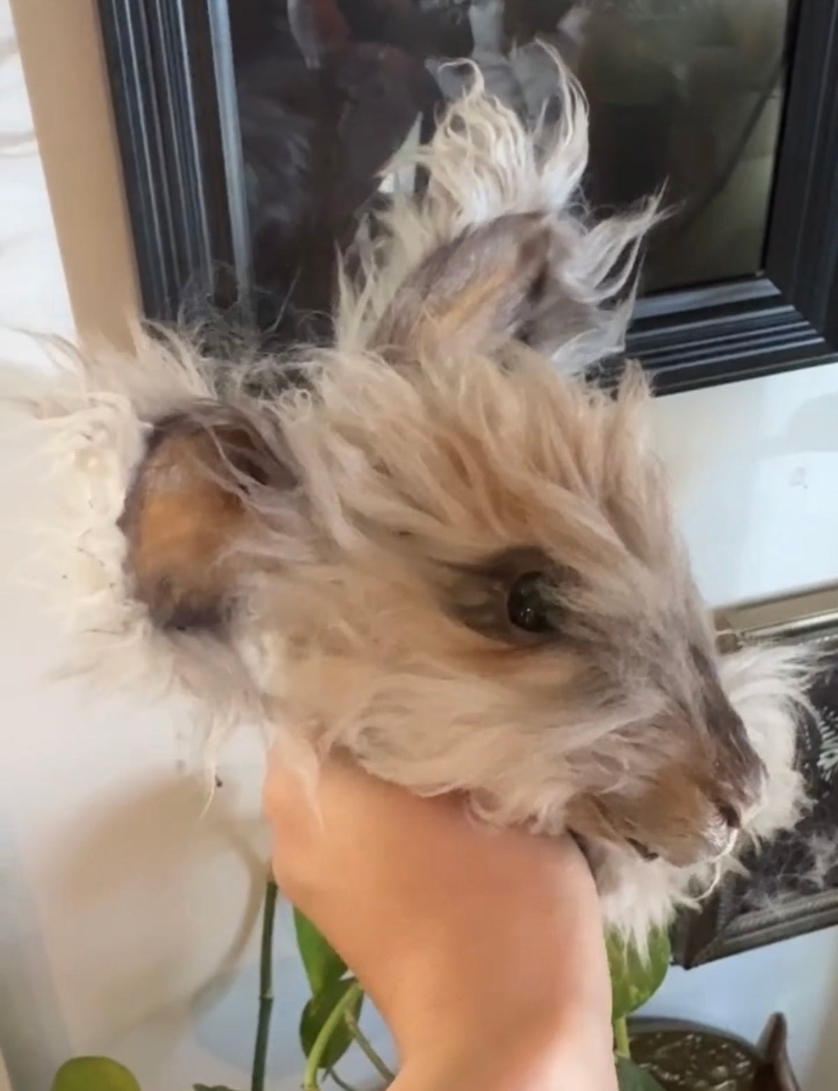 Mummified bunny head