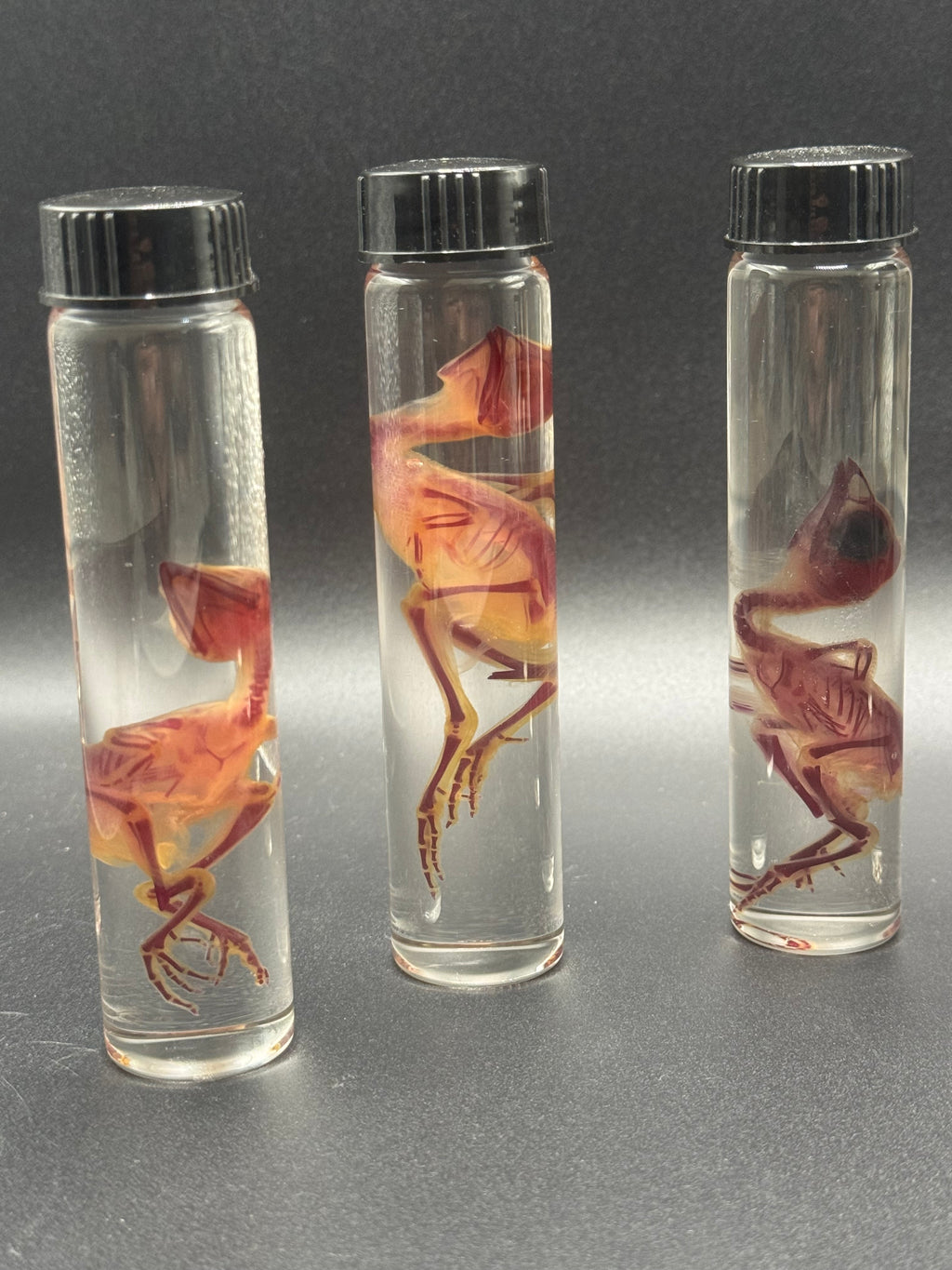 B grade diaphonized quail