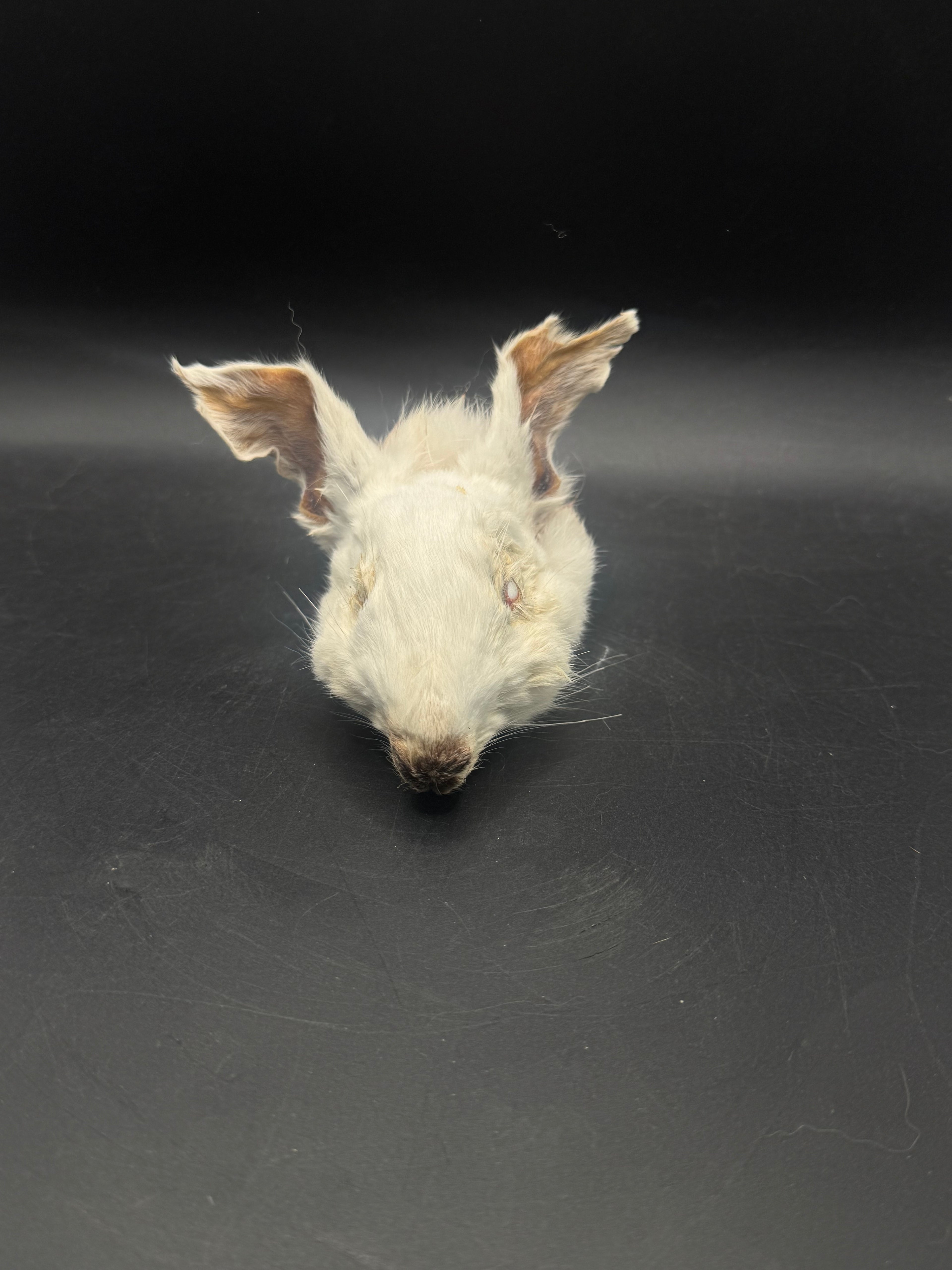 Small zombie rabbit (mummified rabbit head) ￼