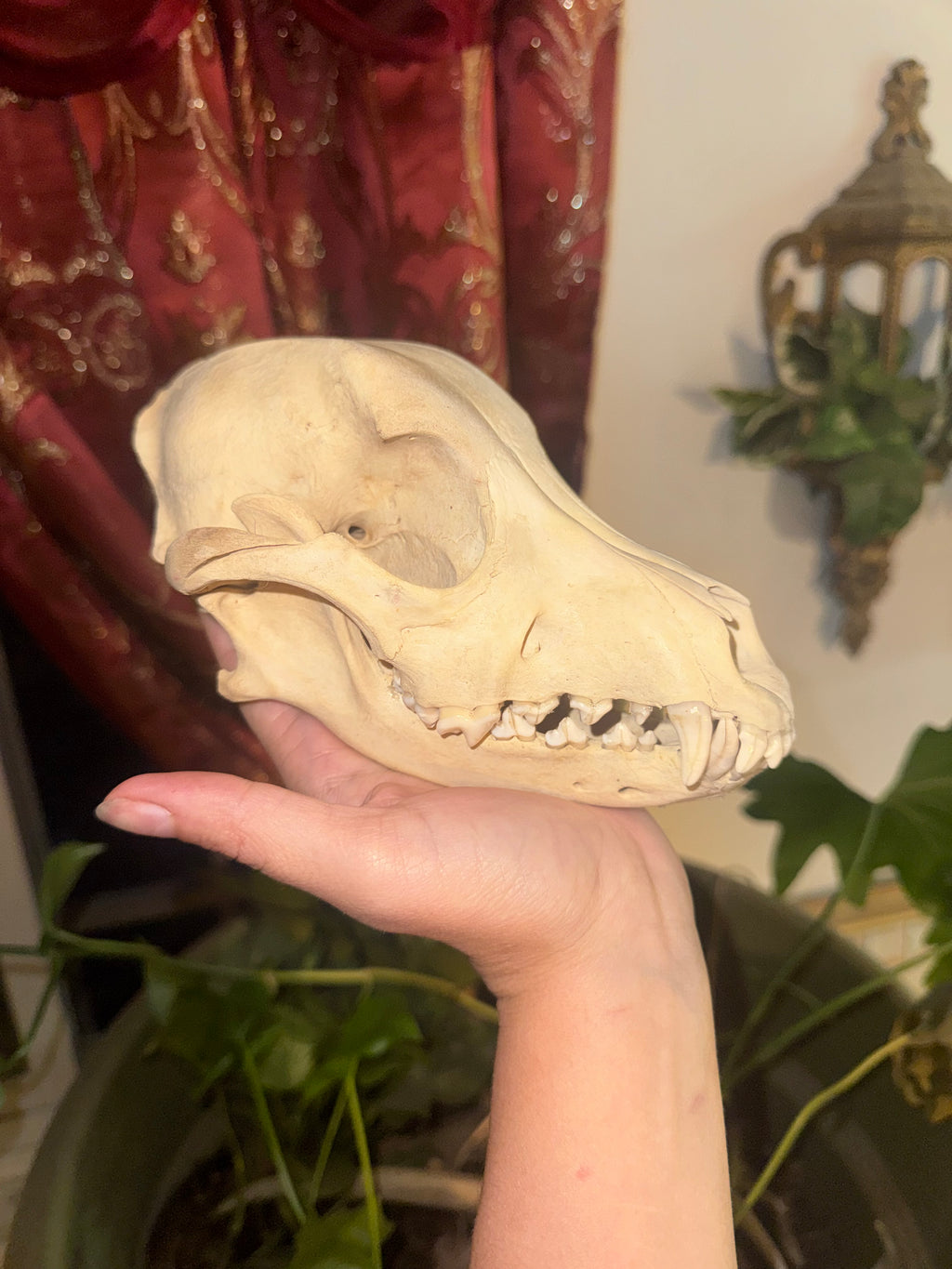 Blue Heeler skull