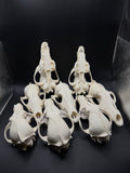 craft grade bones