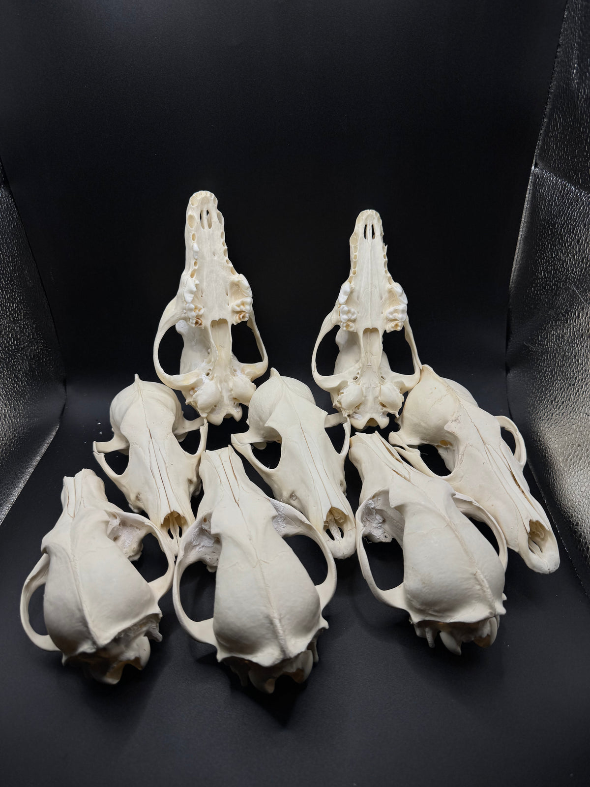 craft grade bones