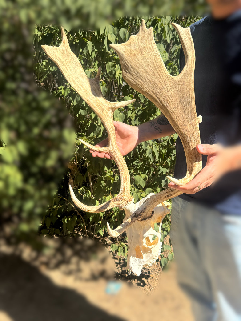 Fallow skull