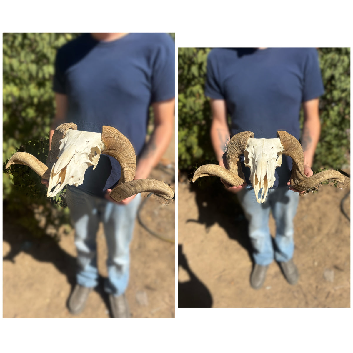 African ram skull