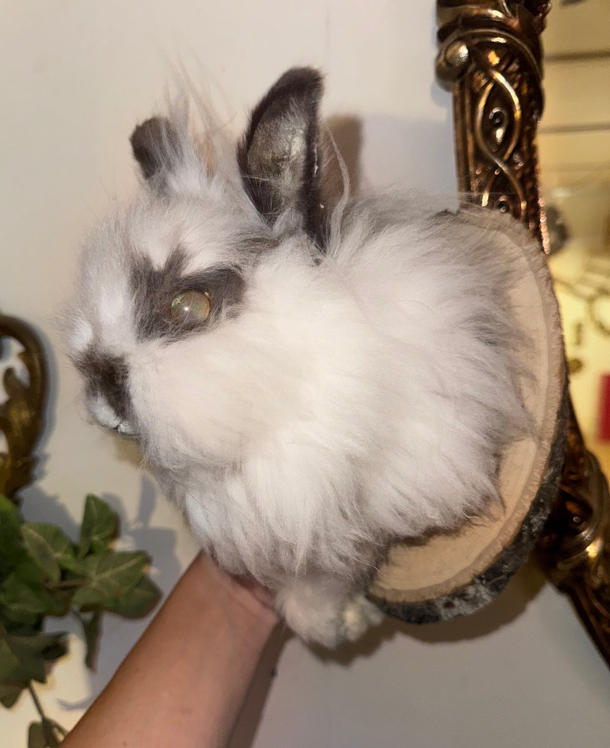 Fluffy bunny half mount (mummified)