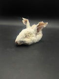 Small zombie rabbit (mummified rabbit head) ￼