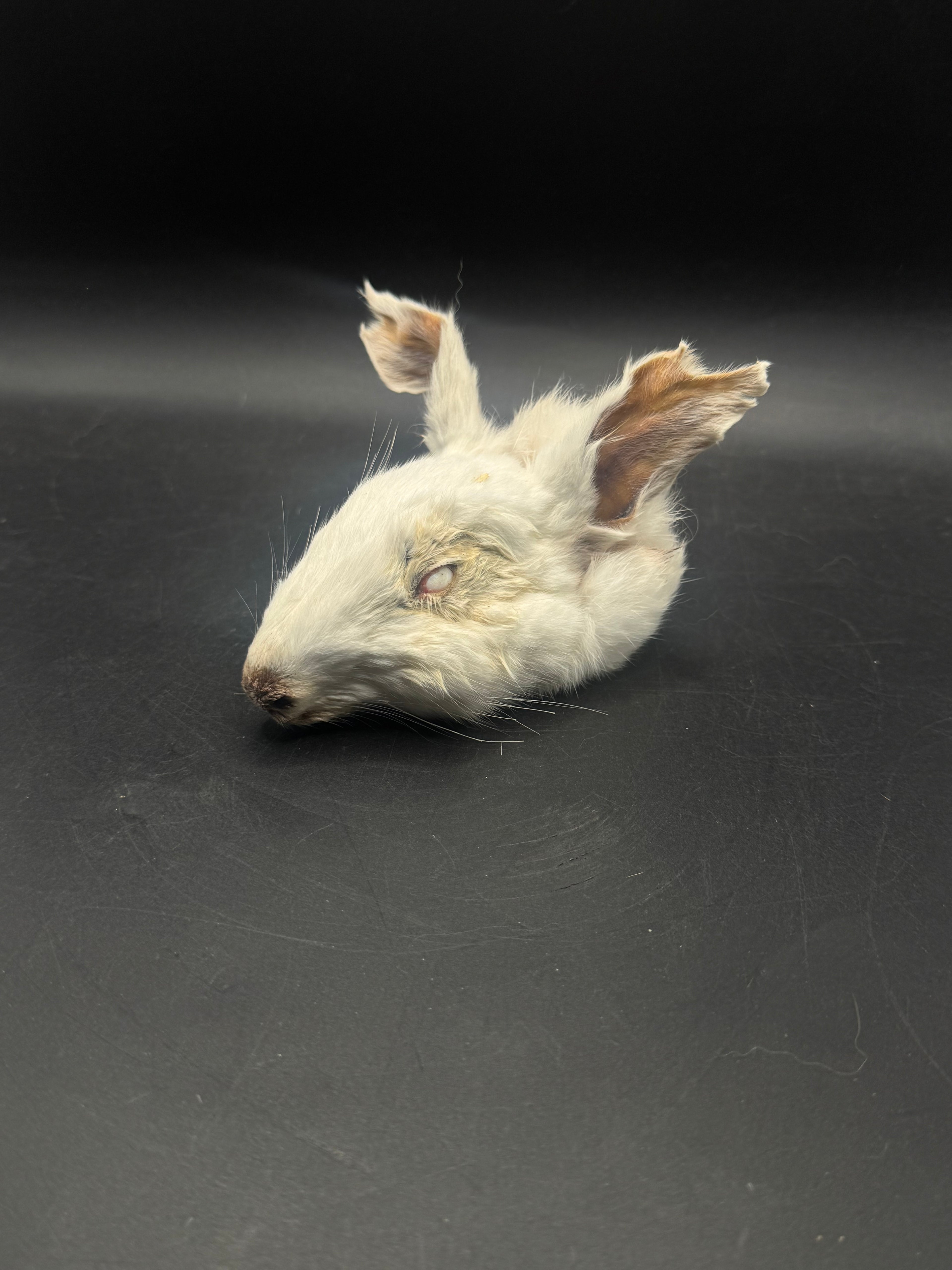 Small zombie rabbit (mummified rabbit head) ￼