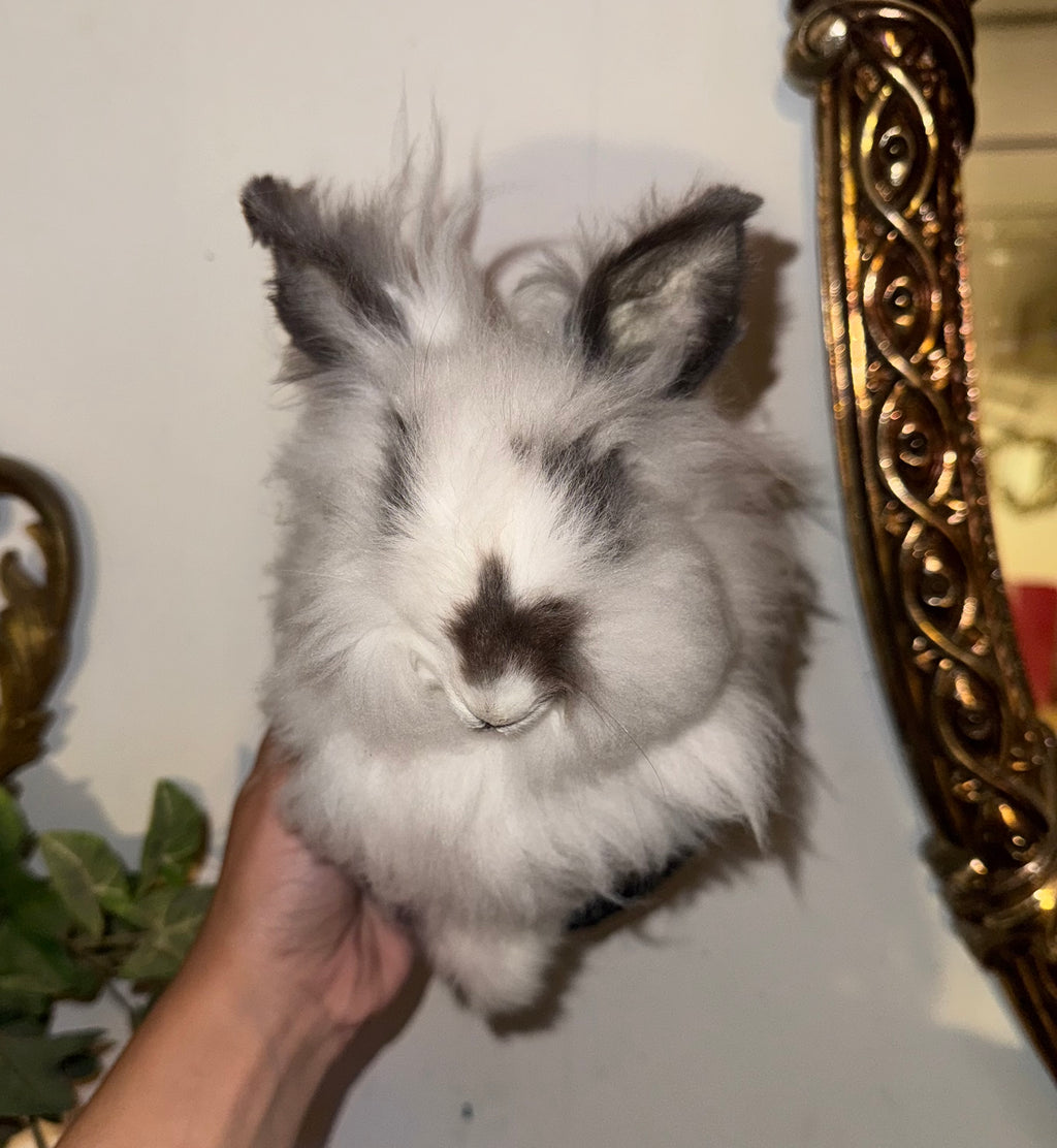 Fluffy bunny half mount (mummified)
