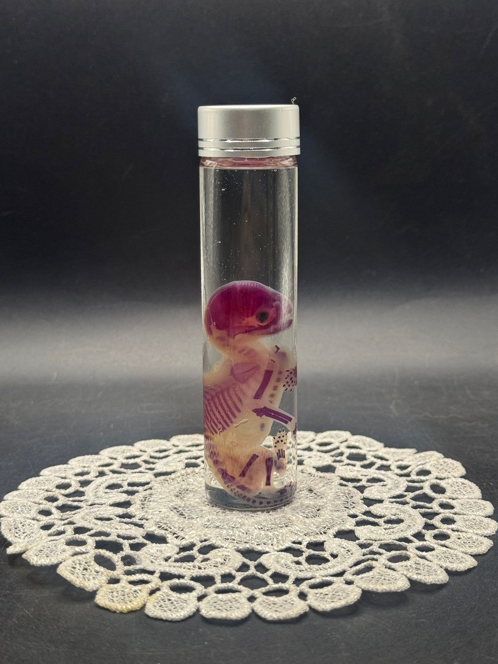 Diaphonized fetal kitten