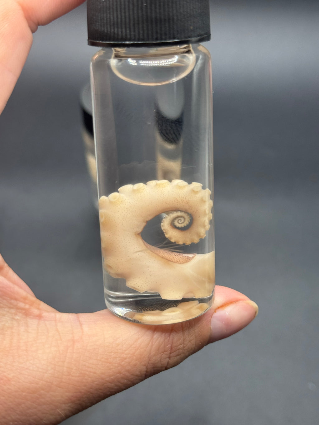 Octopus swirl tentical