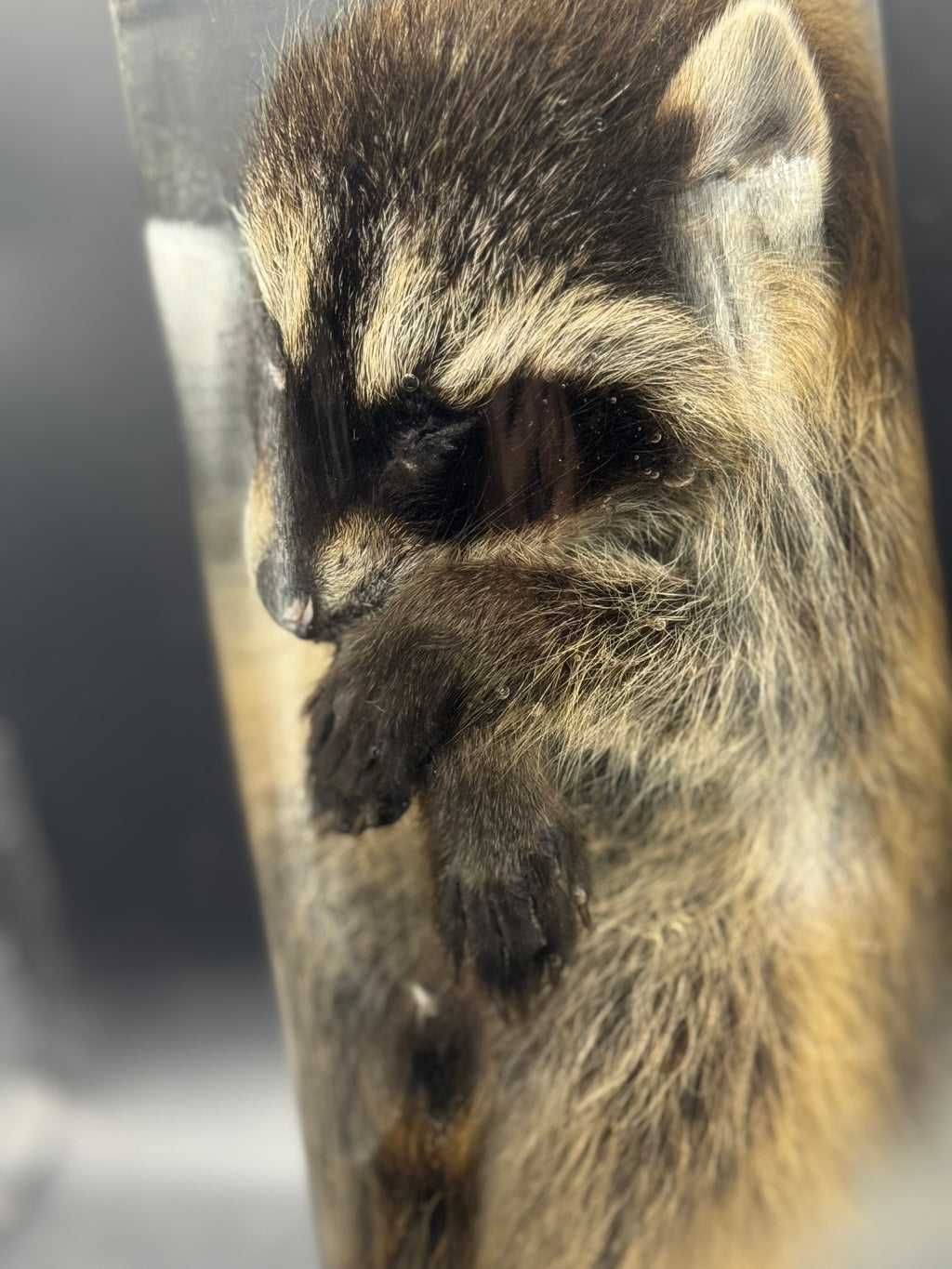 Baby Raccoon