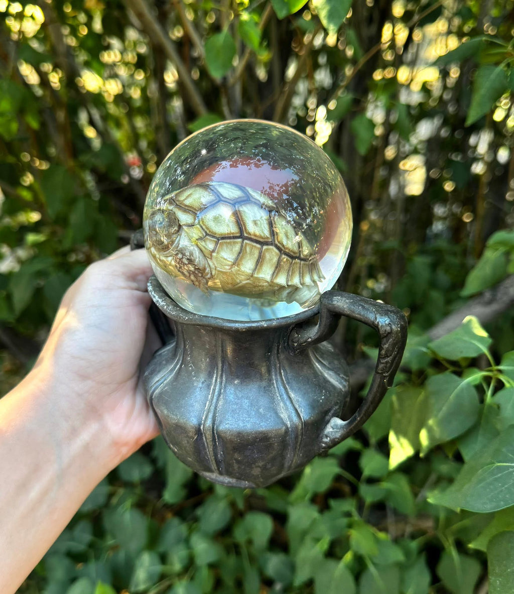 Sulcata tortoise hatchling